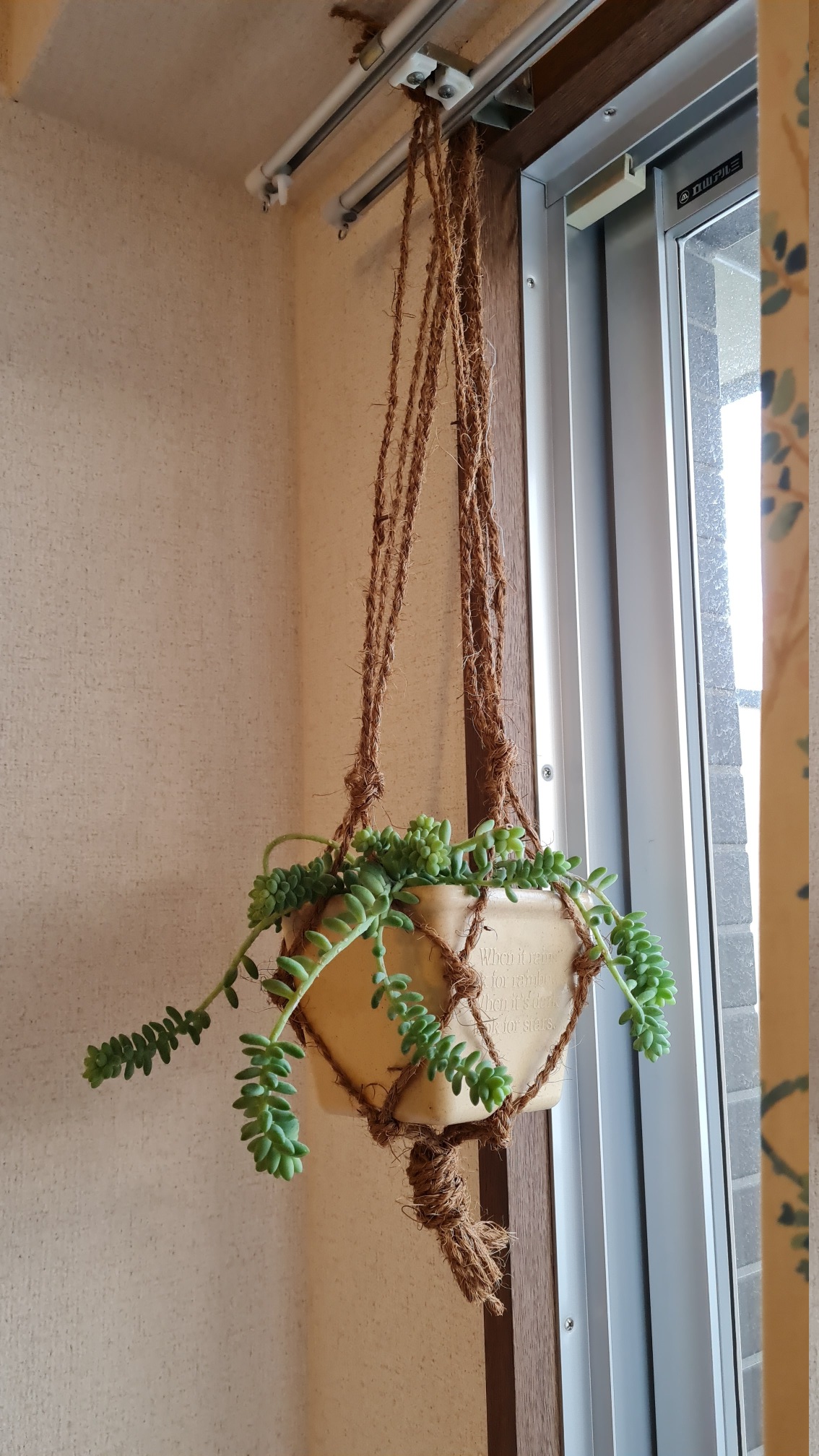 Burro tail succulent in a hanging planter I tied together myself.