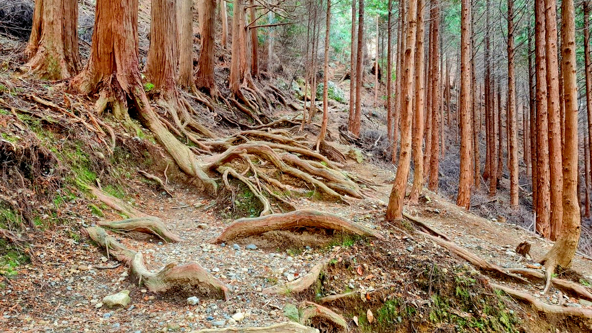 I walked to the side of these roots. It felt wrong, somehow, to tread on them.