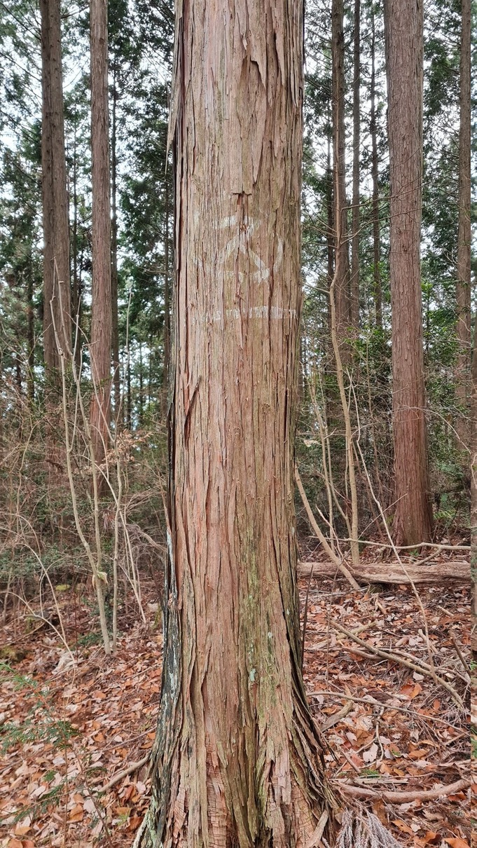 A faint ã‚¹ (su) marks this as a cedar (sugi) tree.